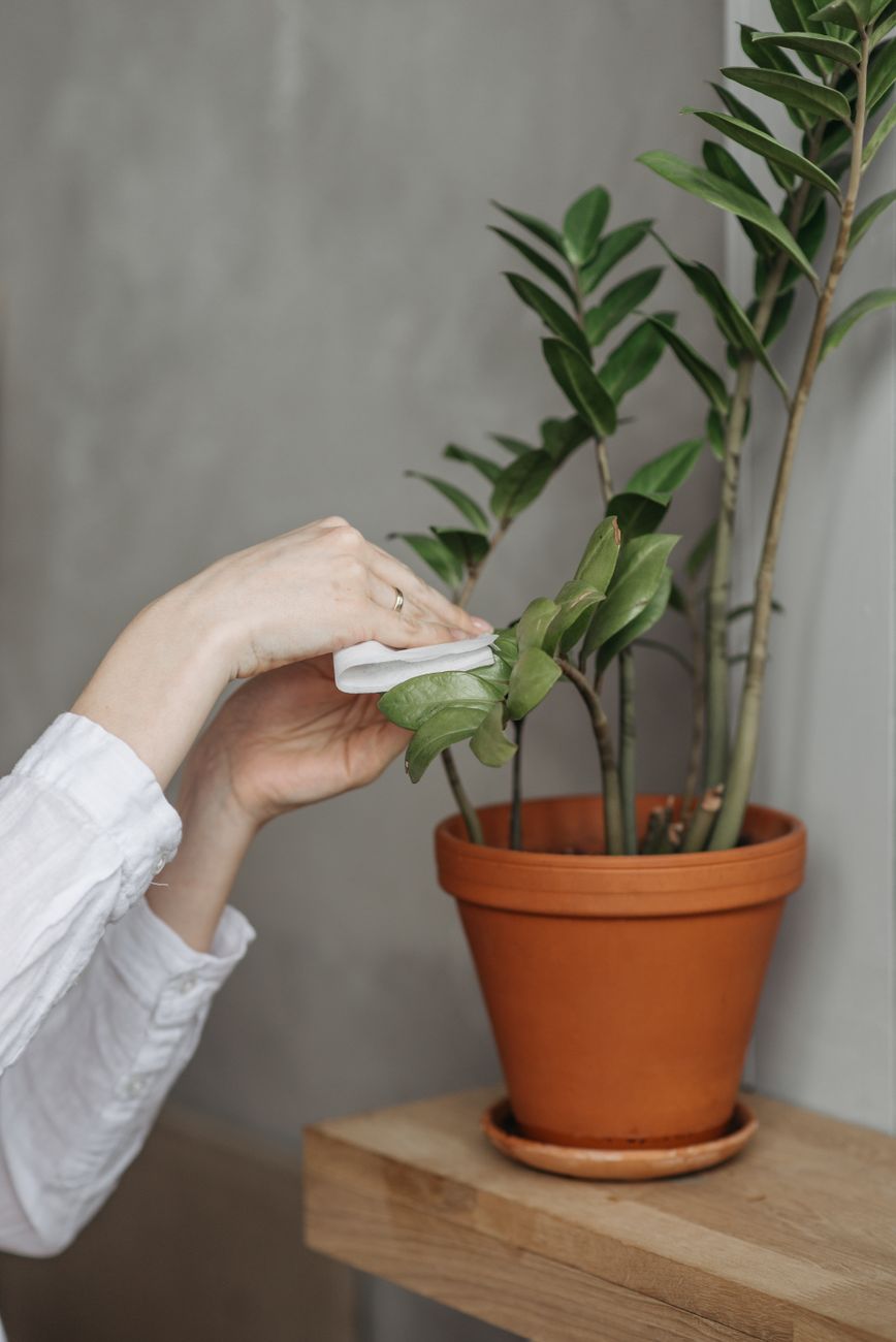 houseplant, dust, leaves, clean, shine