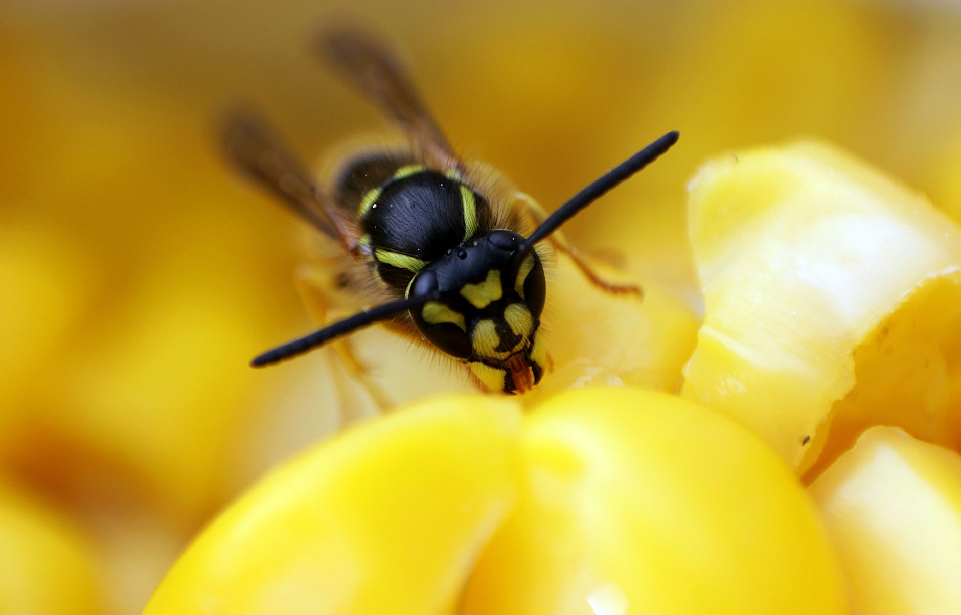 wasps in fall, wasp nest, keep wasps out, end of summer pests, wasp removal