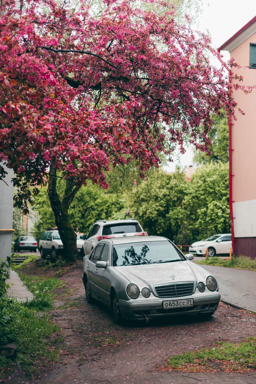 tree sap, car, remove, sticky, car wash
