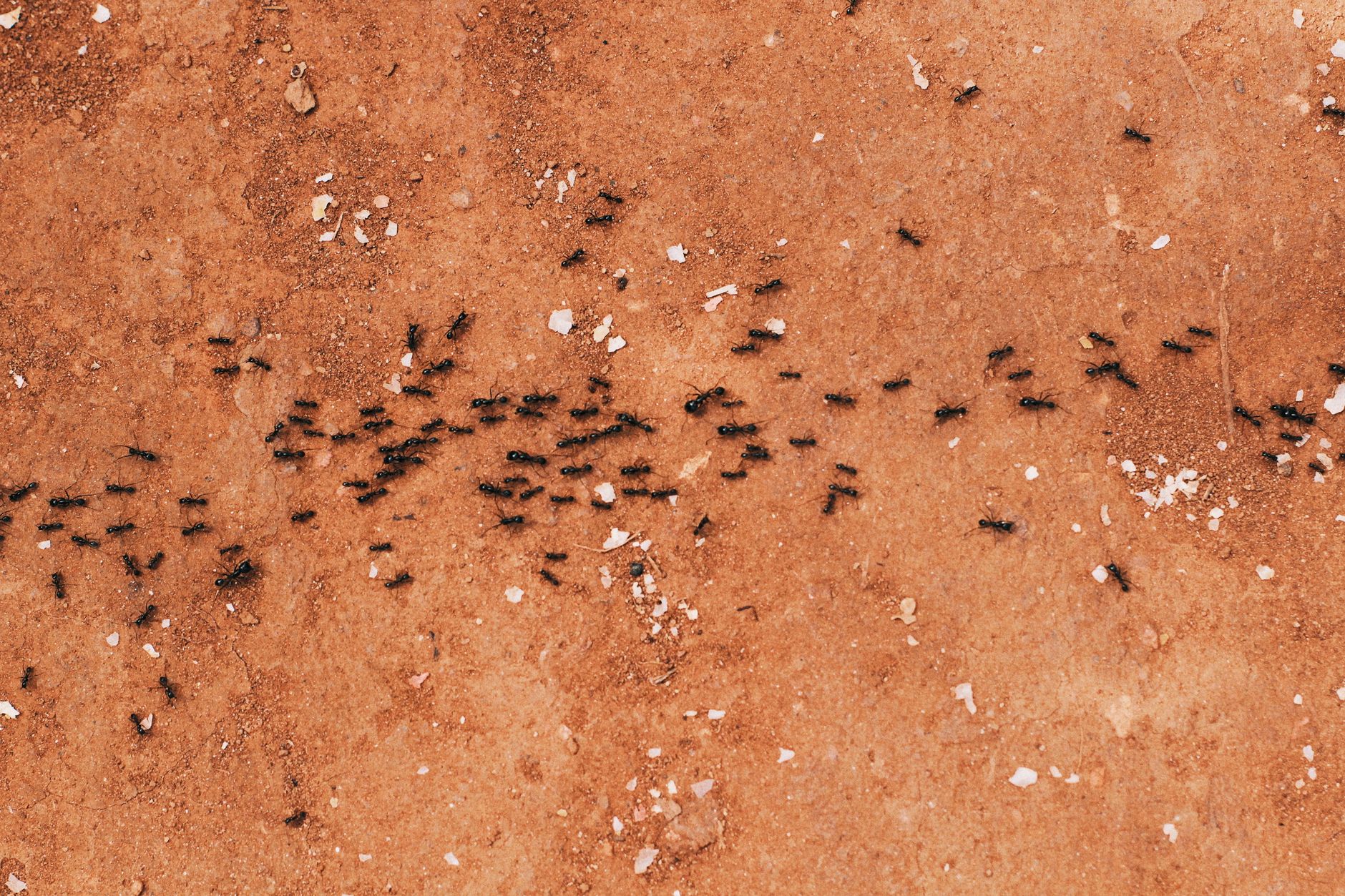 ants in house, get rid of ants, ant trap, home remedy ants, pest control diy