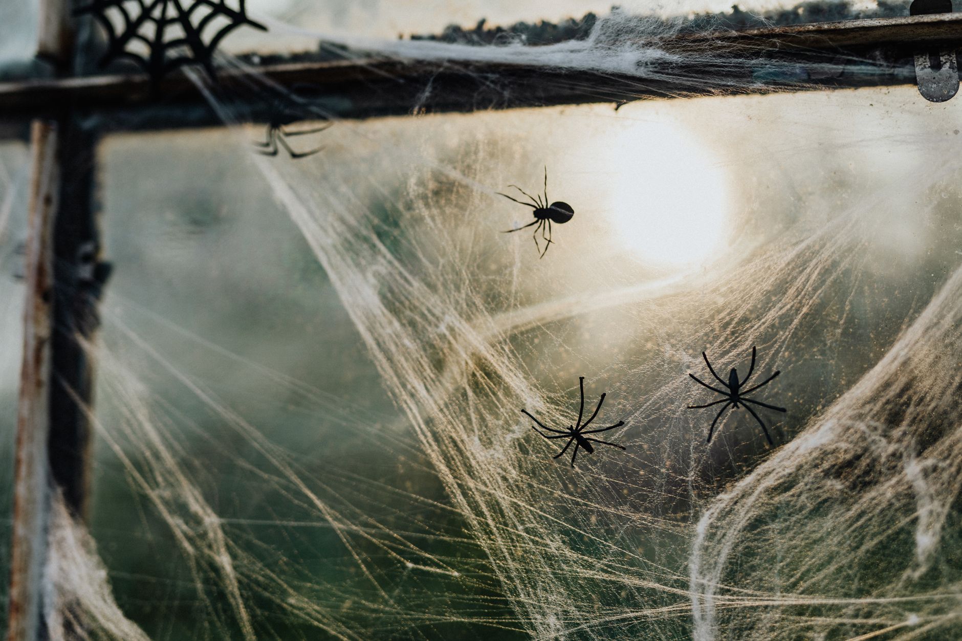 spiders in fall, keep spiders out, spider prevention, fall pests, natural spider repellent