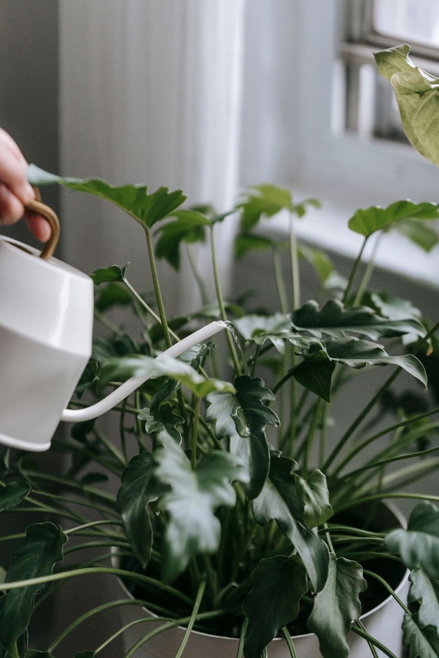 holiday plants care, poinsettia care, christmas cactus, amaryllis after bloom, keep plants alive