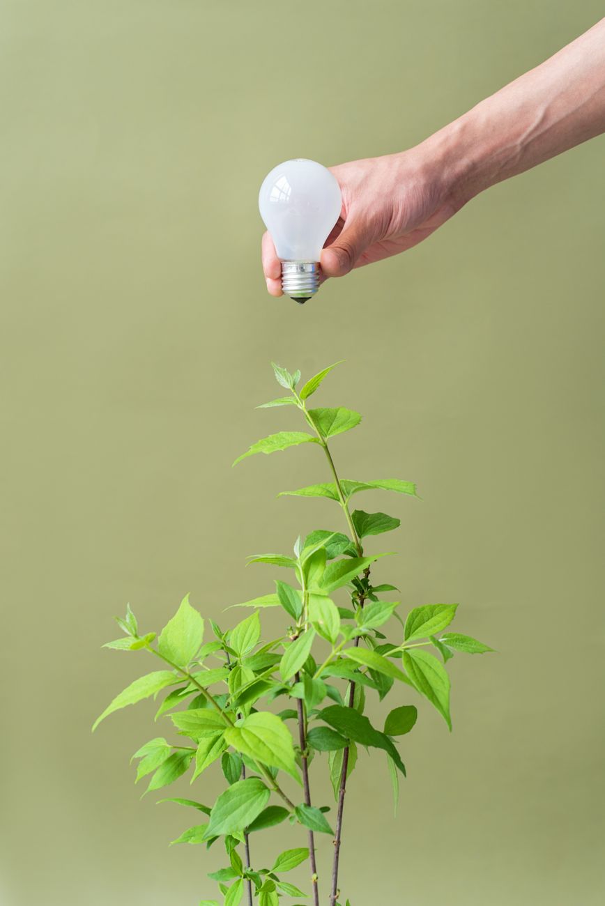 plant watering bulb, self watering, vacation plant, indoor plants, garden