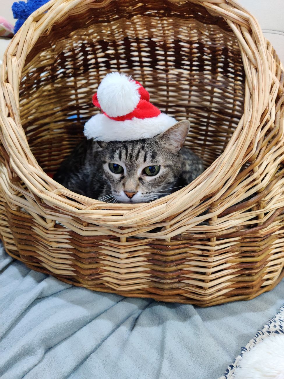 pet cold, dog winter, cat warm, winter pet care